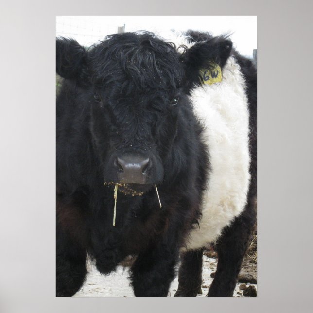 Gorgeous Belted Galloway Steer Eating Hay Poster (Front)