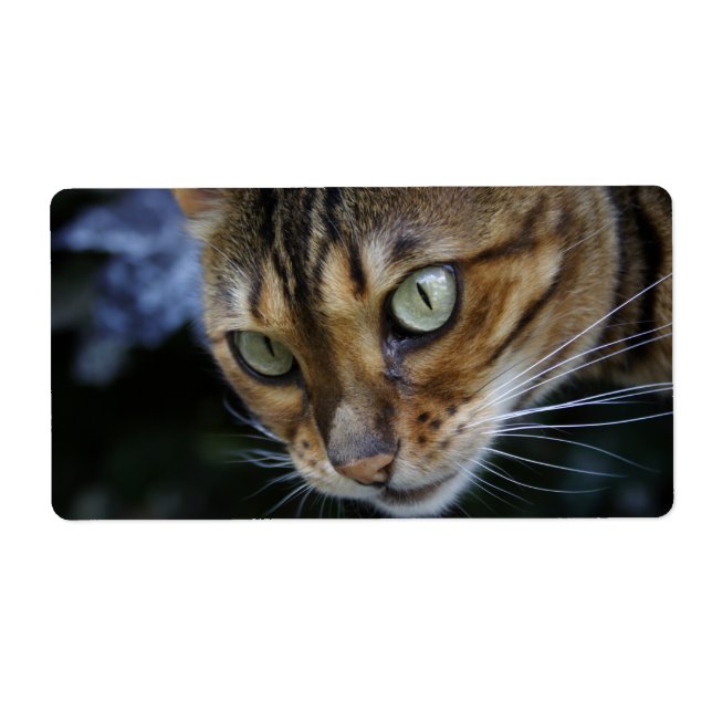 Gorgeous Bengal Cat (Front)