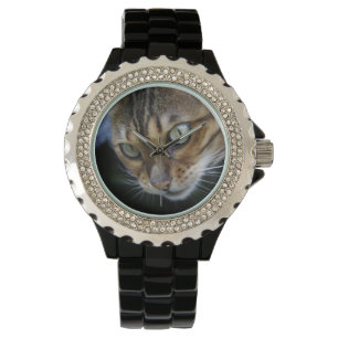 Gorgeous Bengal Cat Watch