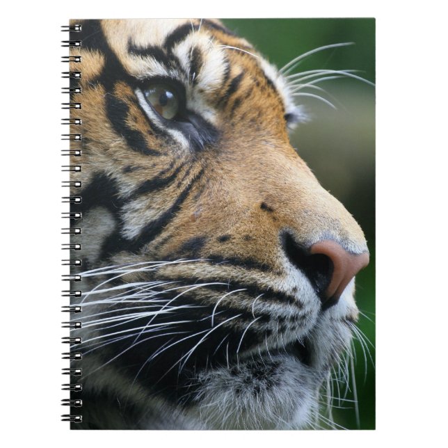 Gorgeous Bengal Tiger Face Notebook (Front)