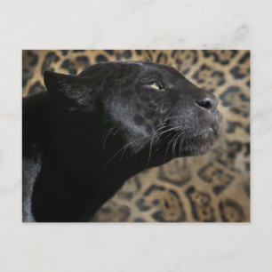 Gorgeous black panther leopard postcard
