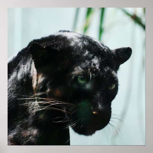 Gorgeous Black Panther Poster (Front)