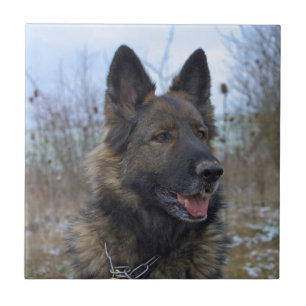 Gorgeous Black-saddled German Shepherd Ceramic Tile