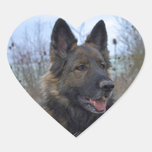 Gorgeous Black-saddled German Shepherd Heart Sticker