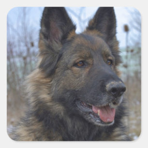Gorgeous Black-saddled German Shepherd Square Sticker