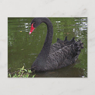 Gorgeous Black Swan on Water Postcard