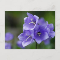 Gorgeous Blue Bellflower