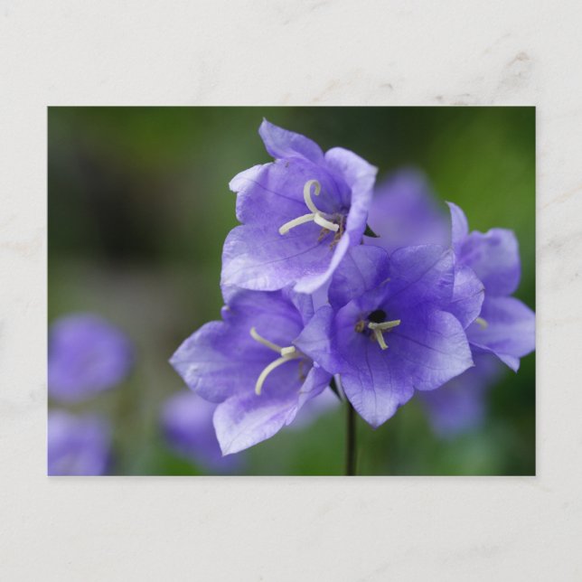 Gorgeous Blue Bellflower Postcard (Front)