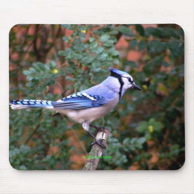 Gorgeous Blue Jay Mouse Pad (Front)