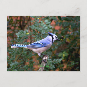 Gorgeous Blue Jay Postcard