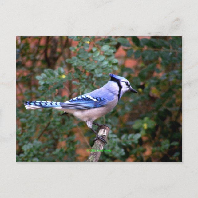 Gorgeous Blue Jay Postcard (Front)