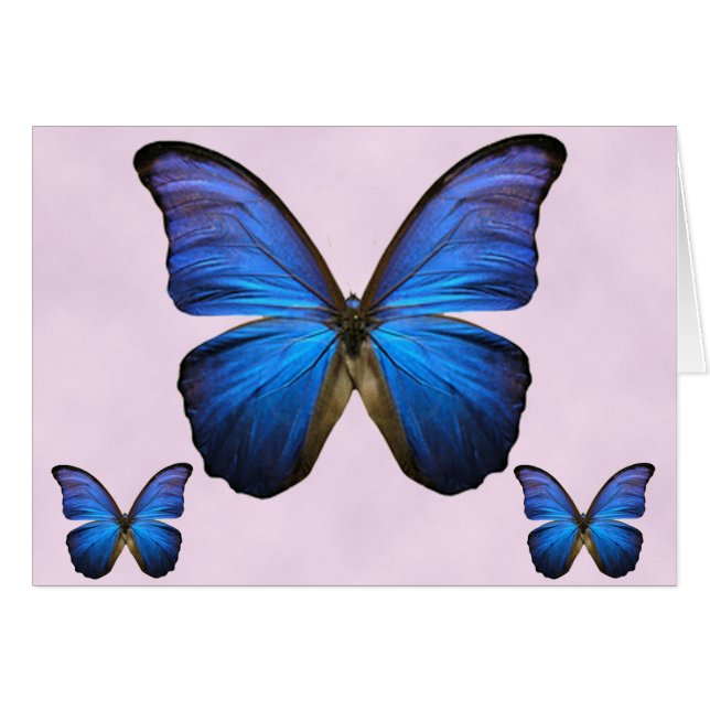 Gorgeous Blue Morpho Butterfly (Front Horizontal)