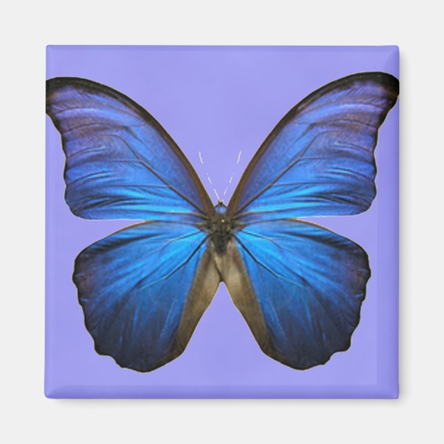 Gorgeous Blue Morpho Butterfly Magnet (Front)