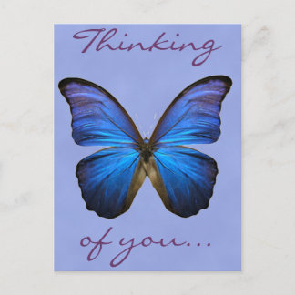 Gorgeous Blue Morpho Butterfly Postcard