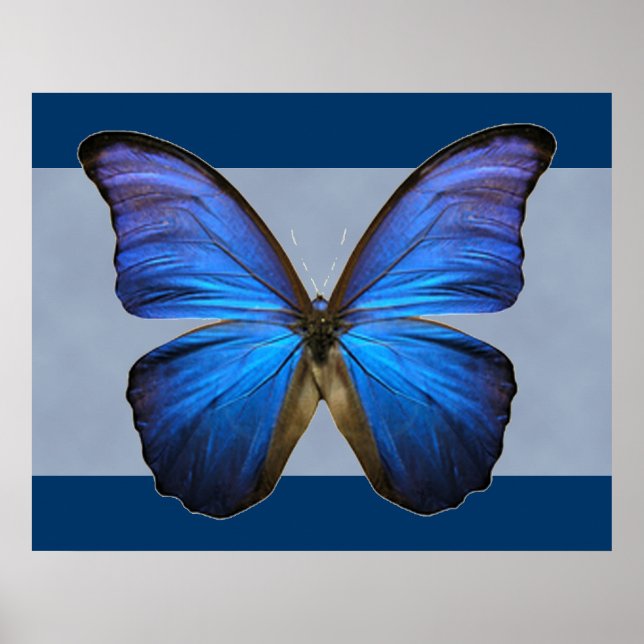 Gorgeous Blue Morpho Butterfly Print (Front)