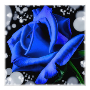 Gorgeous blue rose photo print