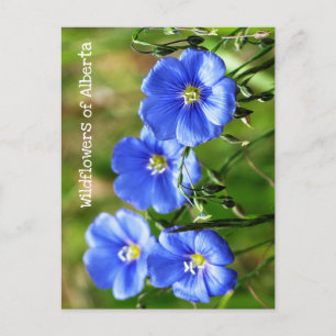 Gorgeous Blue Wildflowers Pop Against Green Grass Postcard