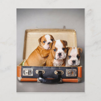 Gorgeous Bulldog Puppies | Dog Lover Flyer