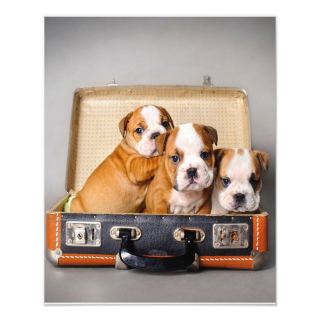 Gorgeous Bulldog Puppies | Dog Lover Photo Print (Front)