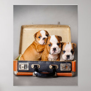 Gorgeous Bulldog Puppies   Dog Lover Poster