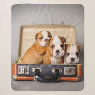 Gorgeous Bulldog Puppies   Dog Lover Sherpa Blanket