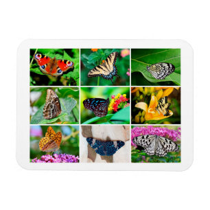 Gorgeous Butterflies Collage, 9 Photos Magnet
