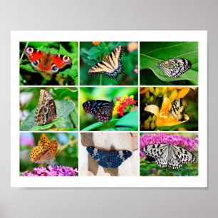 Gorgeous Butterflies Collage, 9 Photos Poster