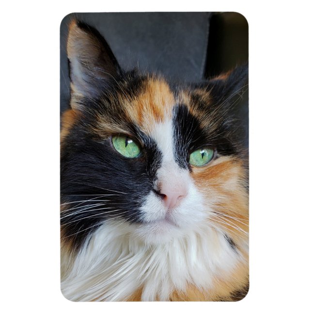 Gorgeous Calico Long Hair Cat with Green Eyes Magnet (Vertical)