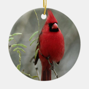 Gorgeous Cardinal Photo- Ornament