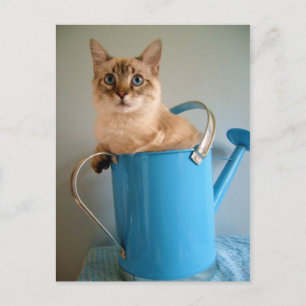 Gorgeous cat in water can postcard