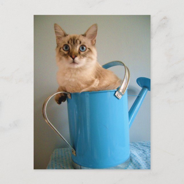 Gorgeous cat in water can postcard (Front)