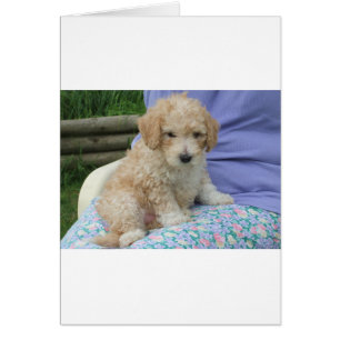 Gorgeous cavapoo puppy looking your way, isolated