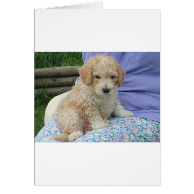 Gorgeous cavapoo puppy looking your way, isolated (Front)