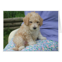 Gorgeous cavapoo puppy looking your way, isolated