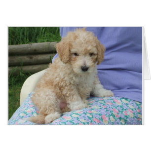 Gorgeous cavapoo puppy looking your way, isolated