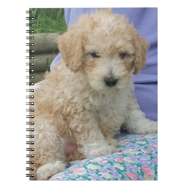 Gorgeous cavapoo puppy looking your way, isolated notebook (Front)