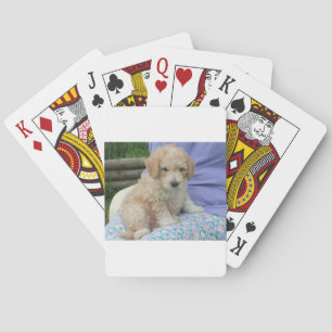 Gorgeous cavapoo puppy looking your way, isolated playing cards