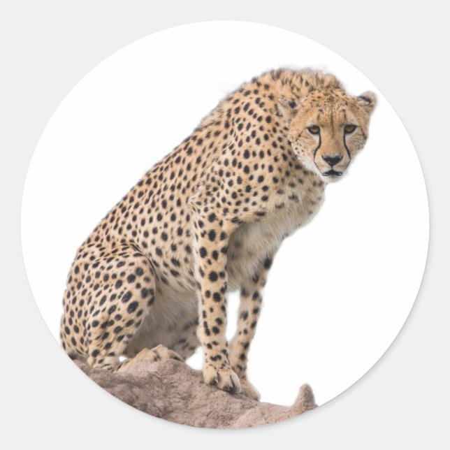 Gorgeous Cheetah Beautiful Cat Photo Classic Round Sticker (Front)