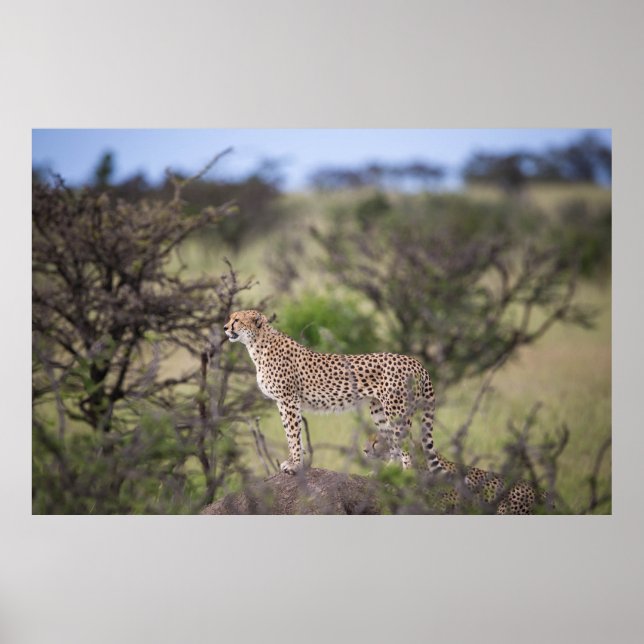 Gorgeous Cheetah Beautiful Cat Photo Poster (Front)