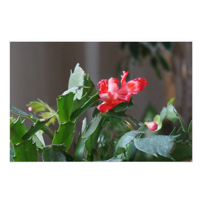 Gorgeous Christmas Cactus Bloom Photo Print (Front)