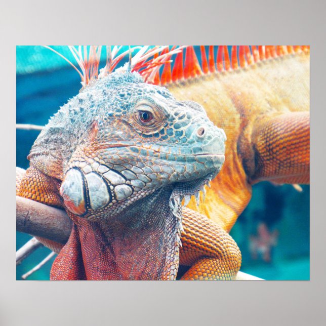 Gorgeous Colourful Iguana Poster (Front)