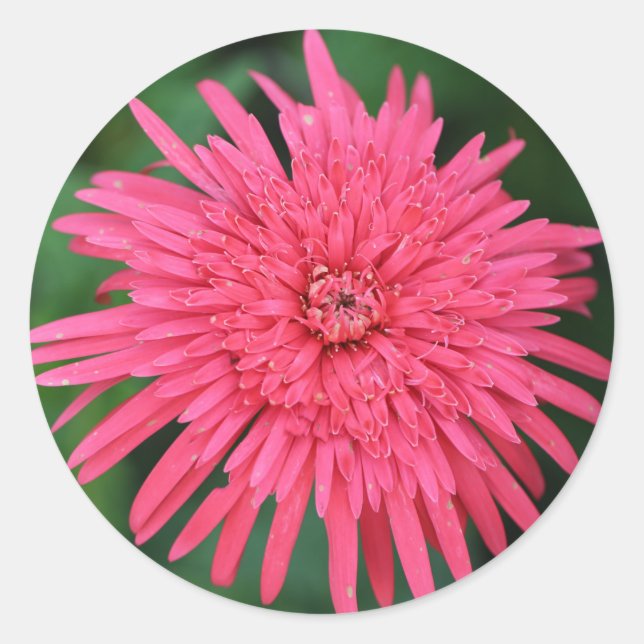 Gorgeous Coral Red Flower Wedding Favour Sticker (Front)