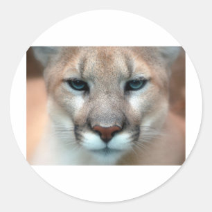 GORGEOUS COUGAR CLASSIC ROUND STICKER