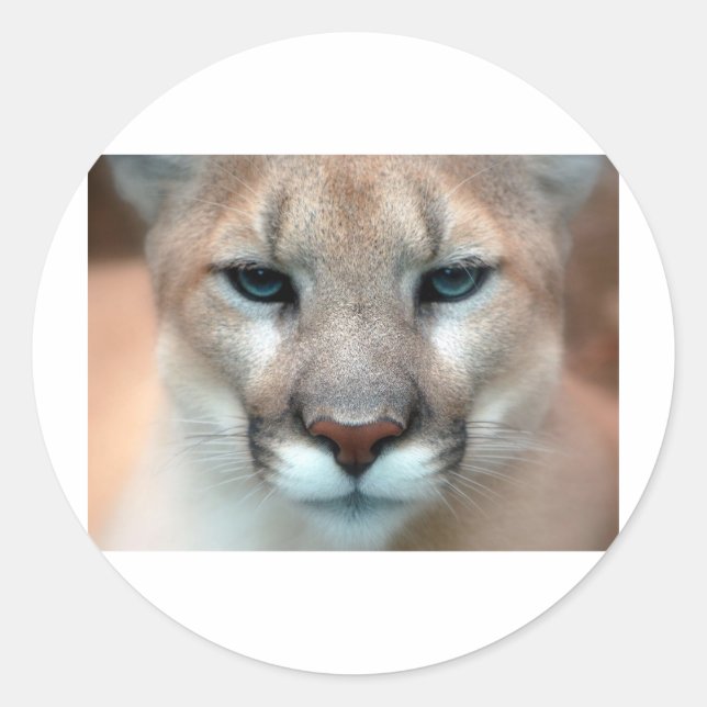 GORGEOUS COUGAR CLASSIC ROUND STICKER (Front)