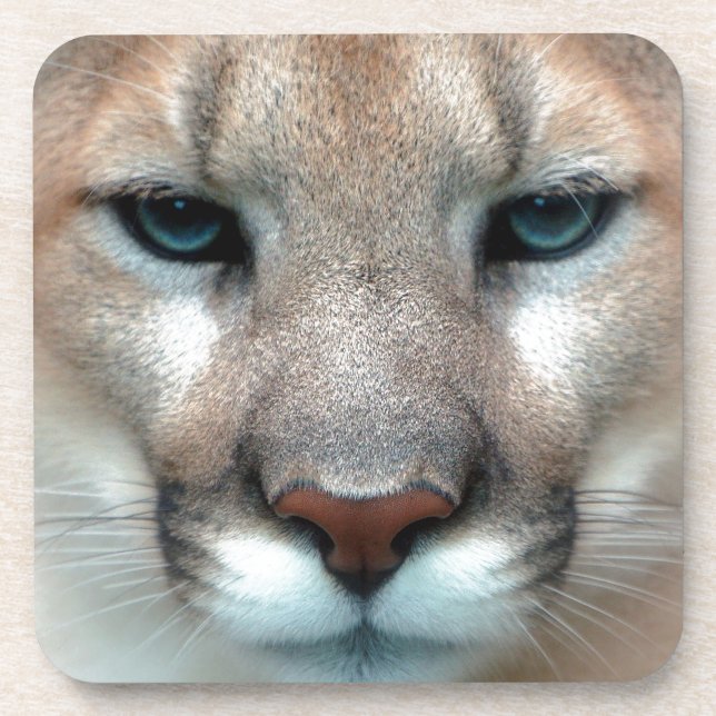 GORGEOUS COUGAR COASTER (Front)