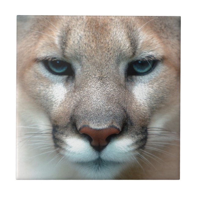 GORGEOUS COUGAR TILE (Front)