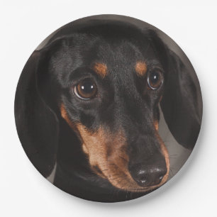 Gorgeous dachshund portrait paper plate