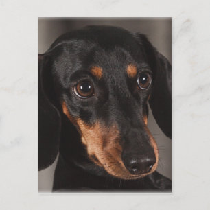Gorgeous dachshund portrait postcard