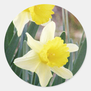Gorgeous Daffodils Classic Round Sticker