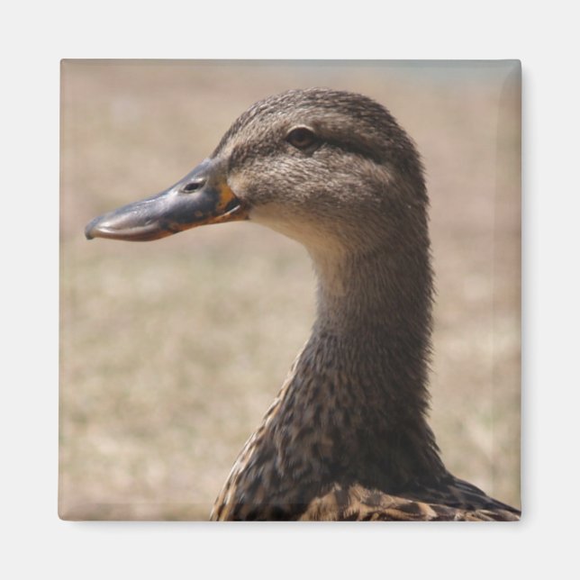 Gorgeous Duck Posing Photo Magnet (Front)